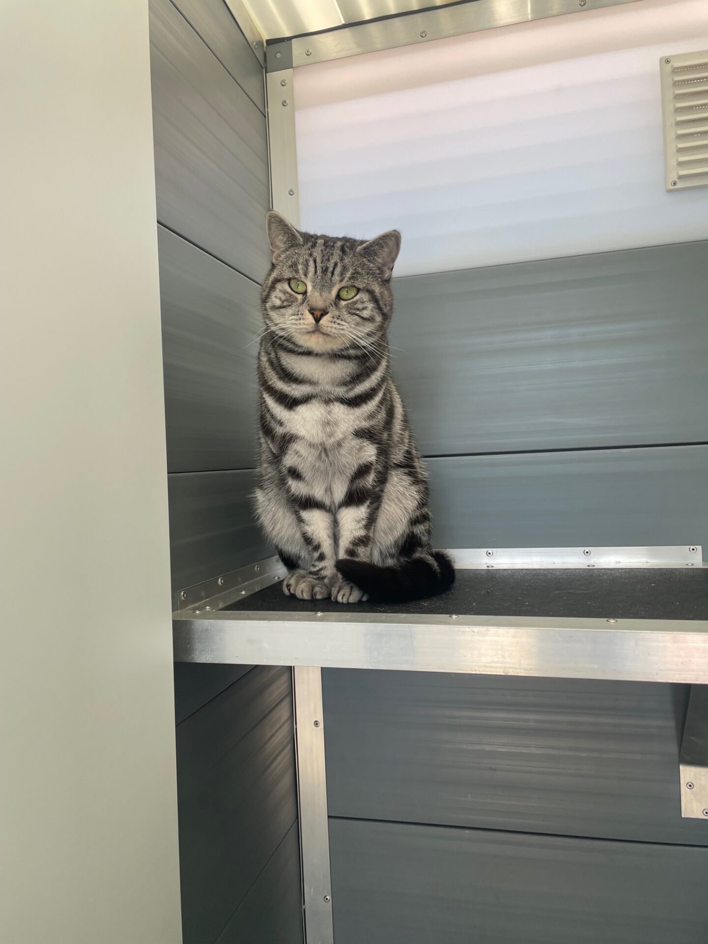 Rauceby Cattery Rauceby Cattery