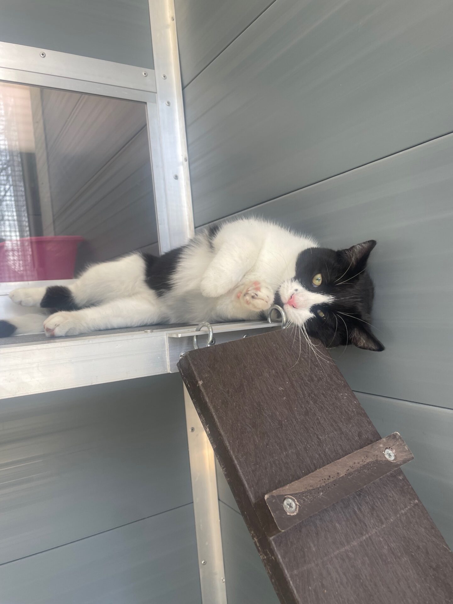 Rauceby Cattery