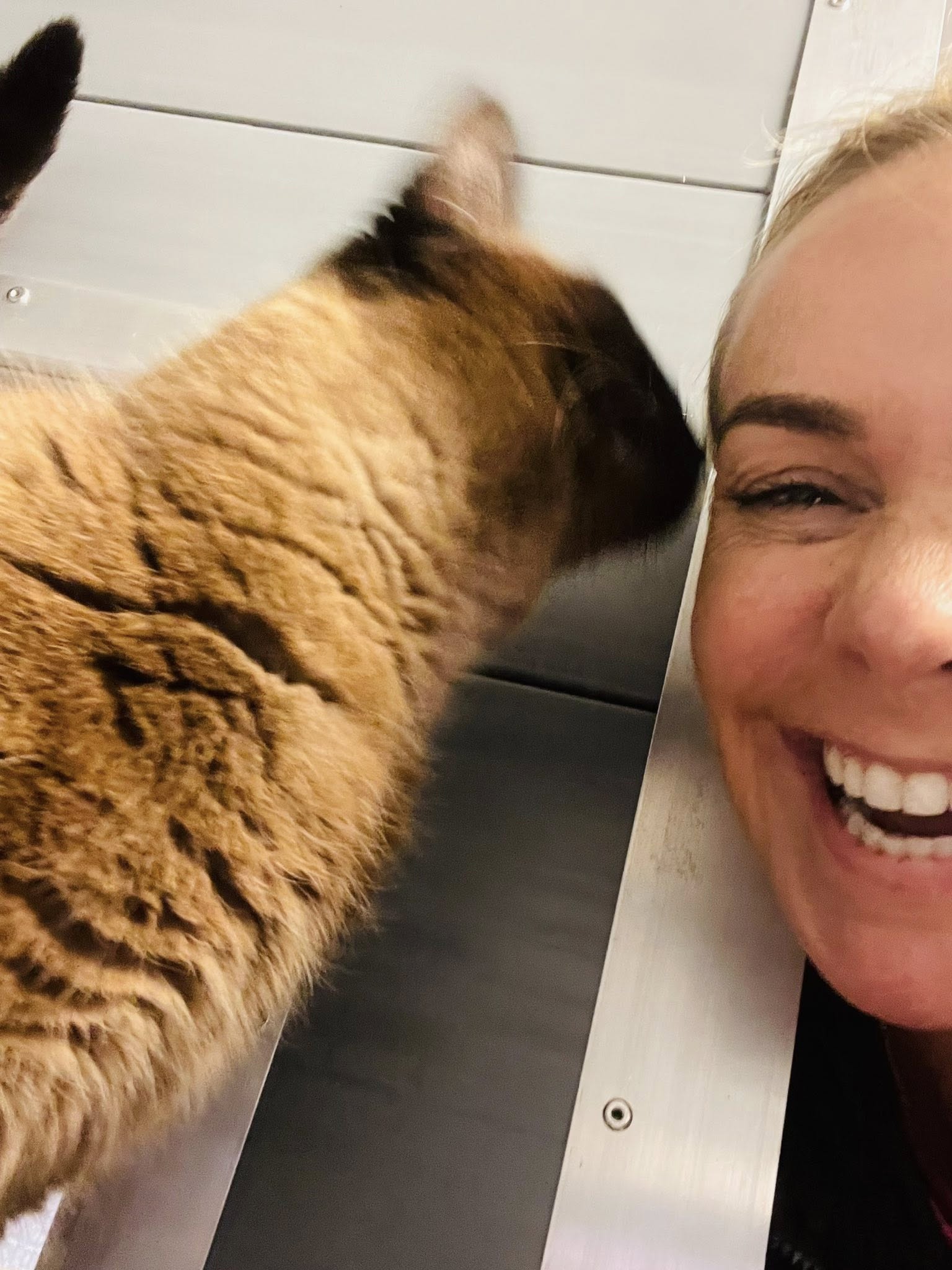 Rauceby Cattery