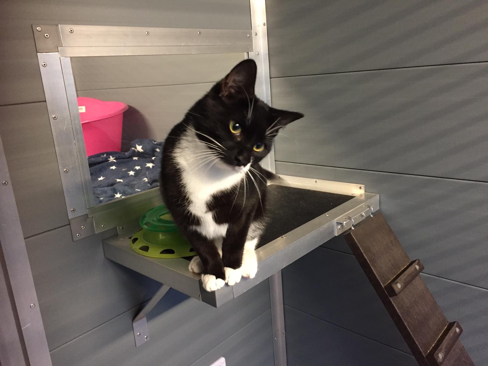 Cat in Accommodation Rauceby Cattery