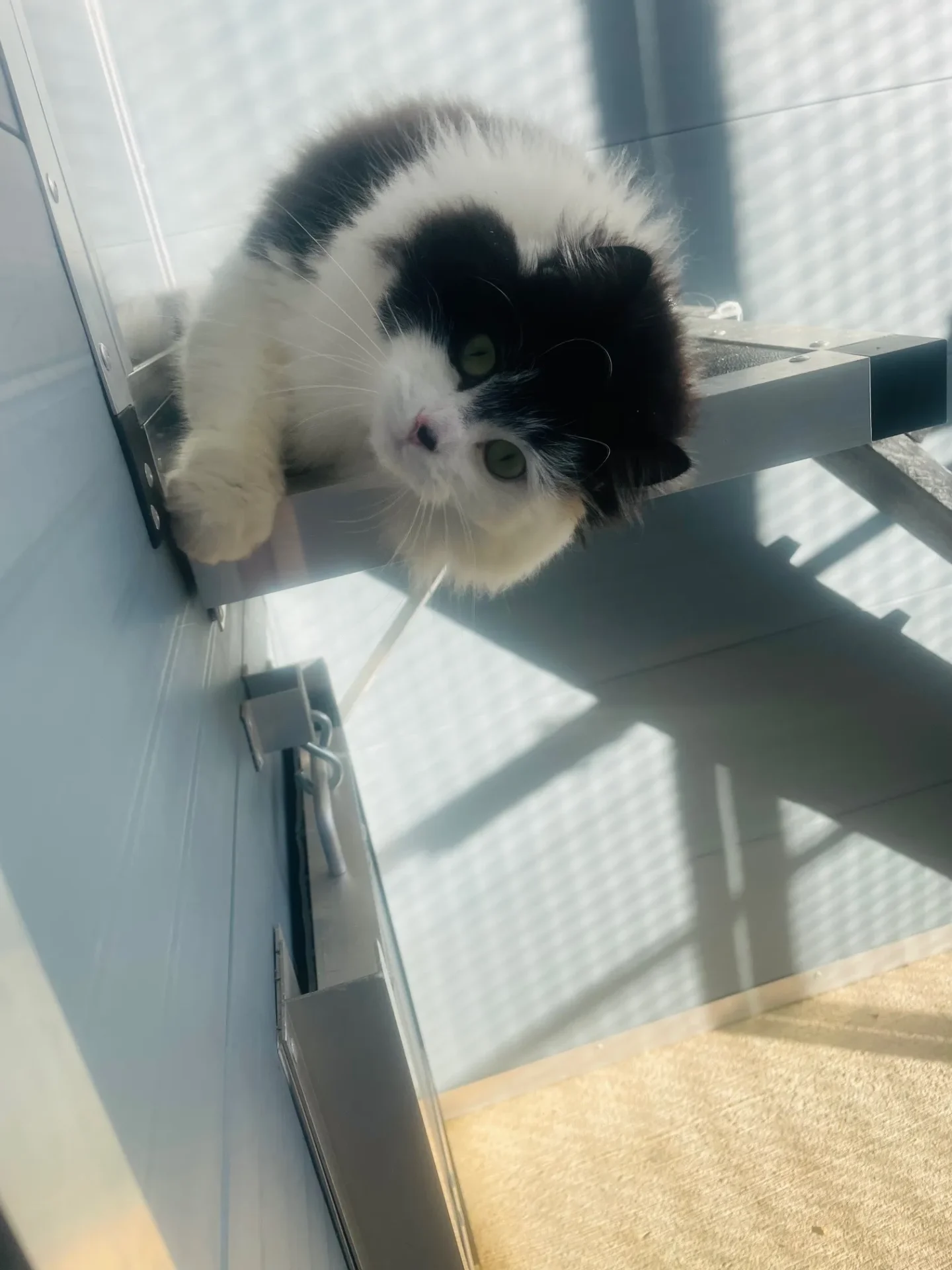 Rauceby Cattery