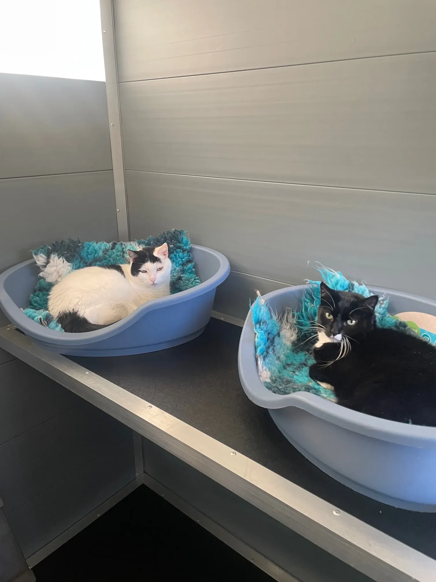Rauceby Cattery Rauceby Cattery