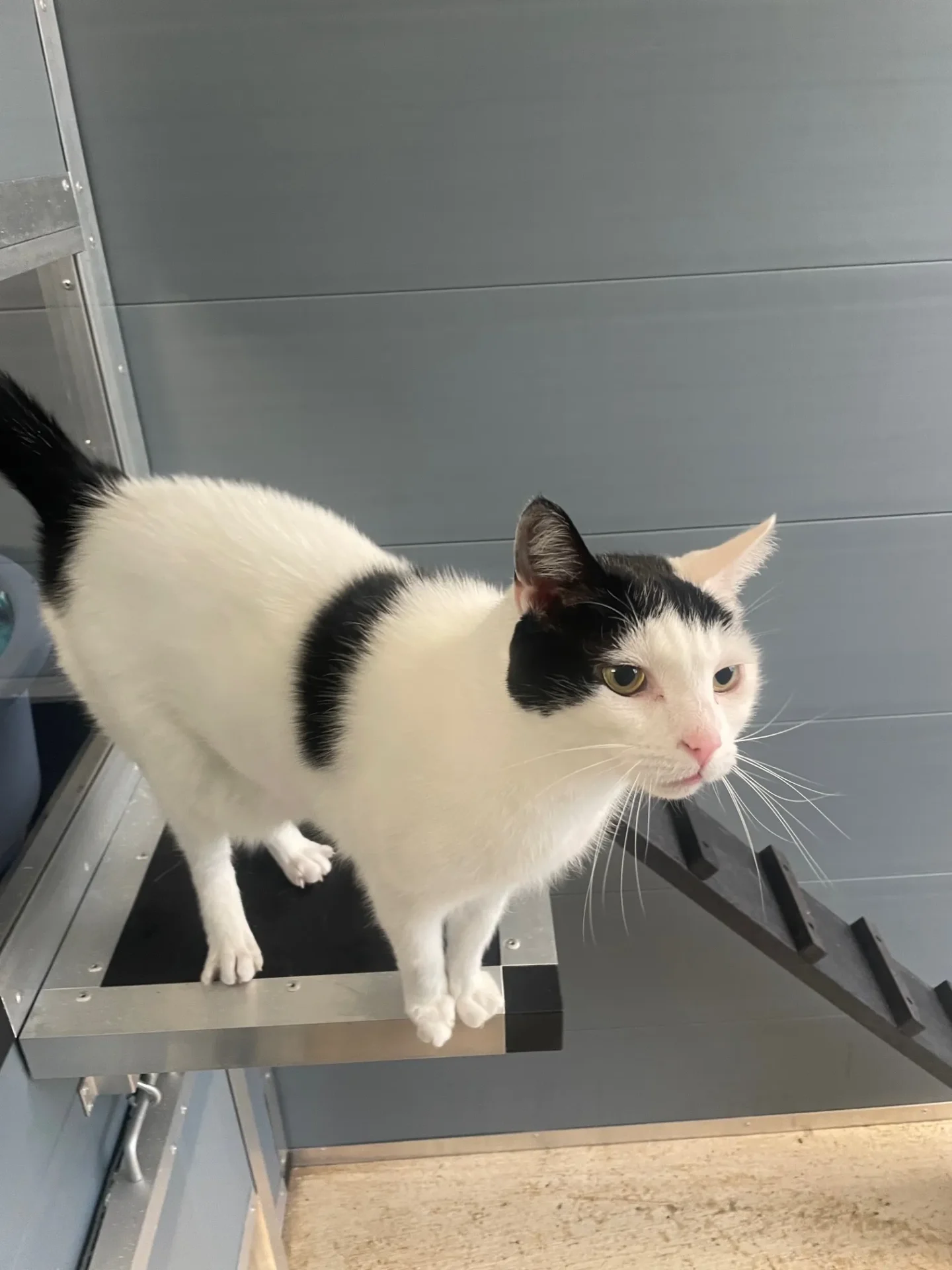 Rauceby Cattery Rauceby Cattery