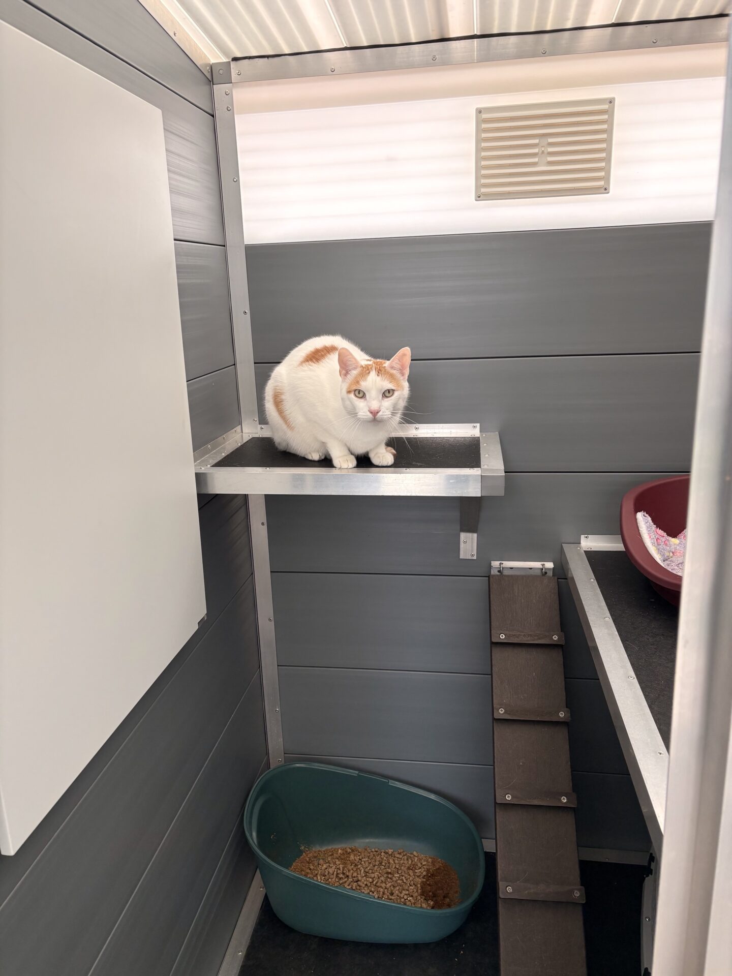 Rauceby Cattery