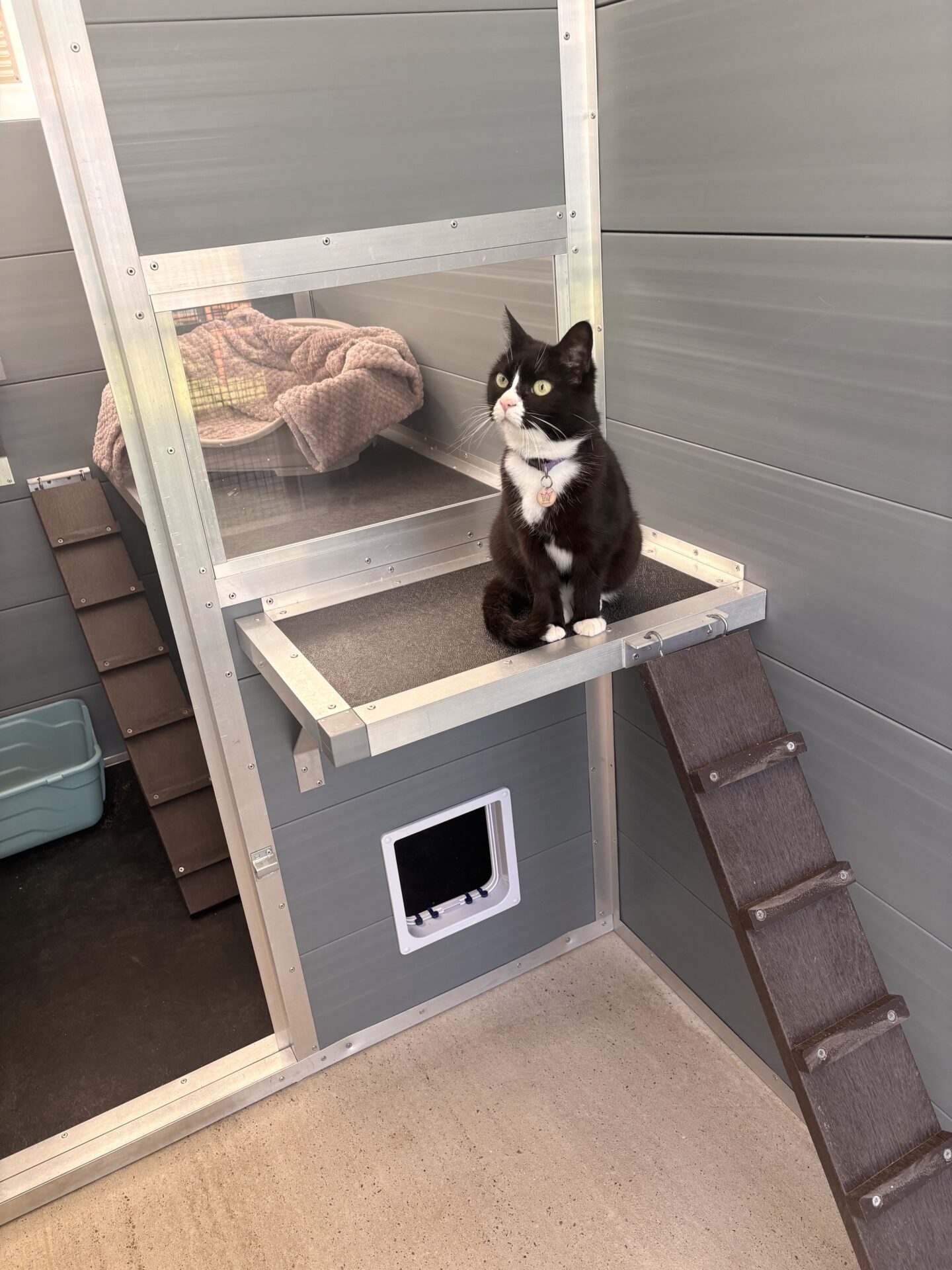 Rauceby Cattery