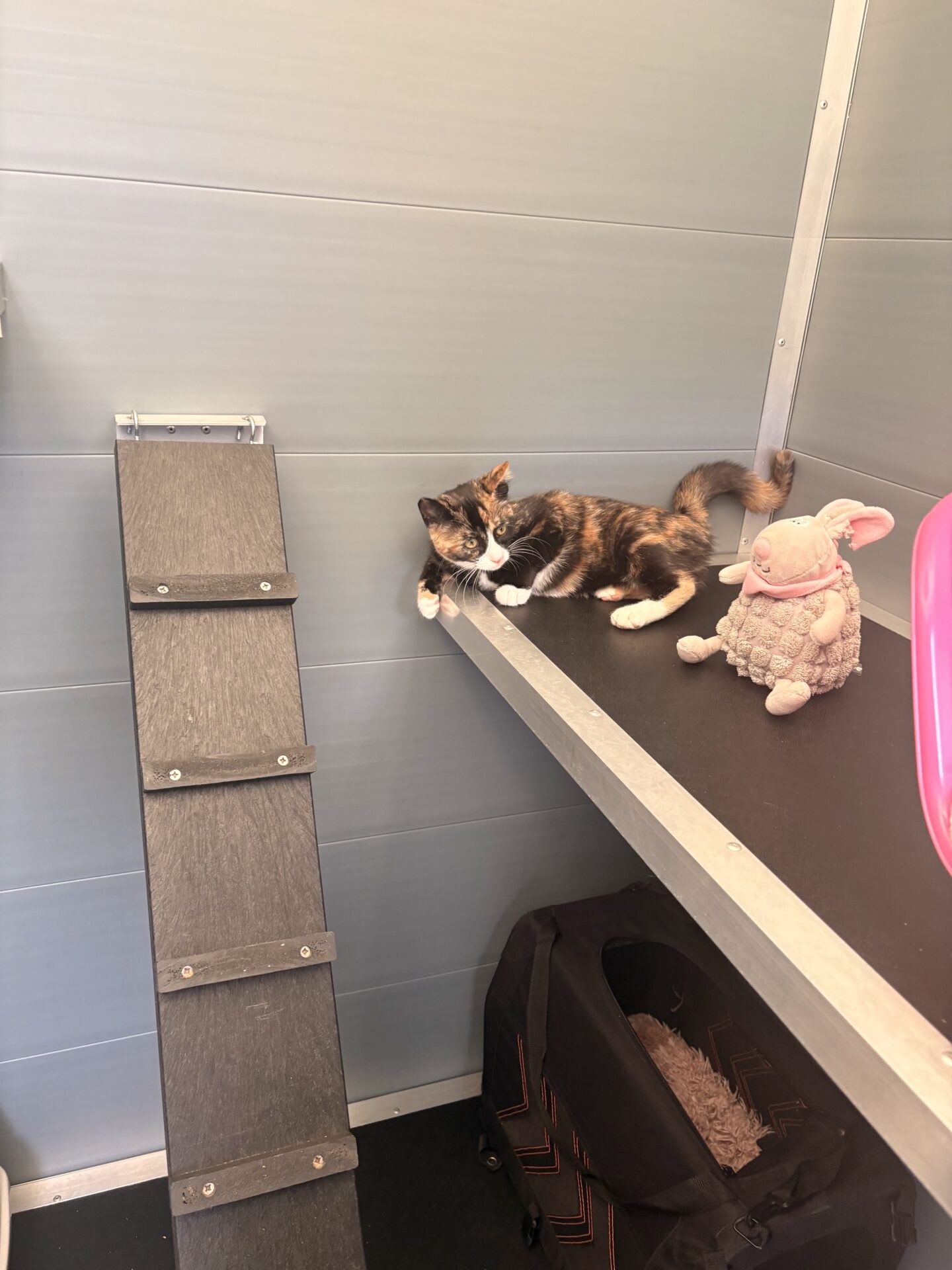 Rauceby Cattery