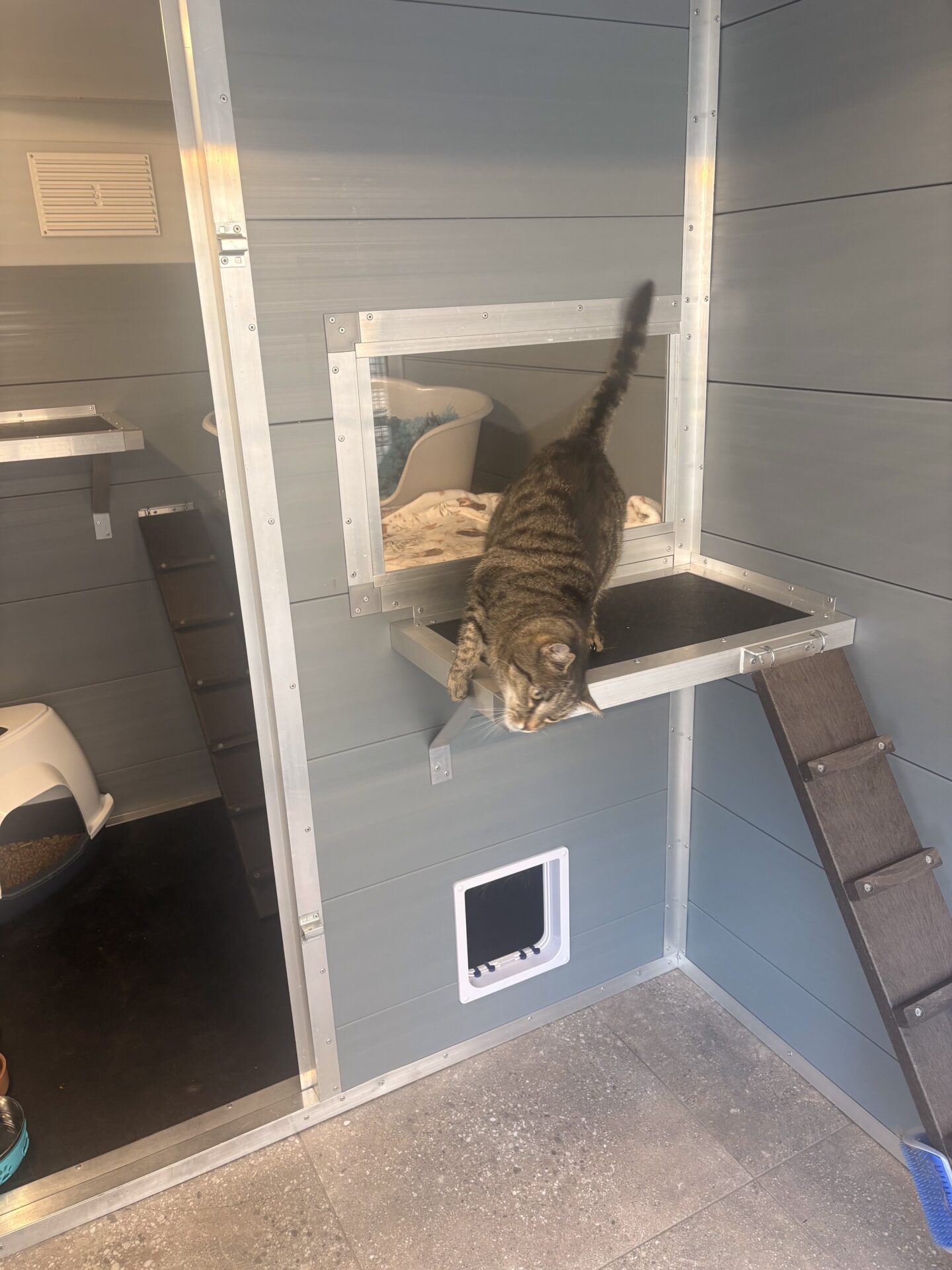 Rauceby Cattery