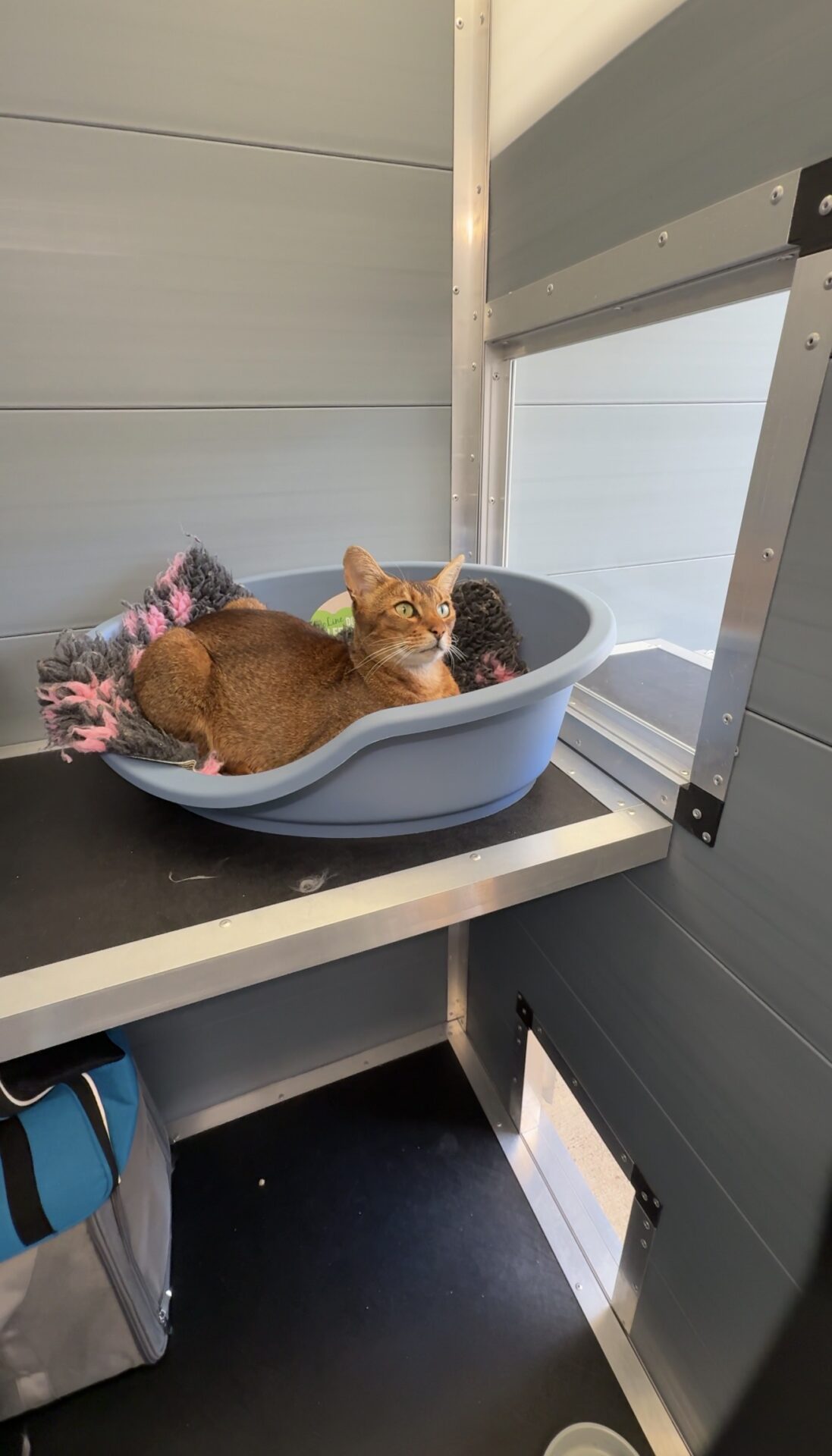 Rauceby Cattery