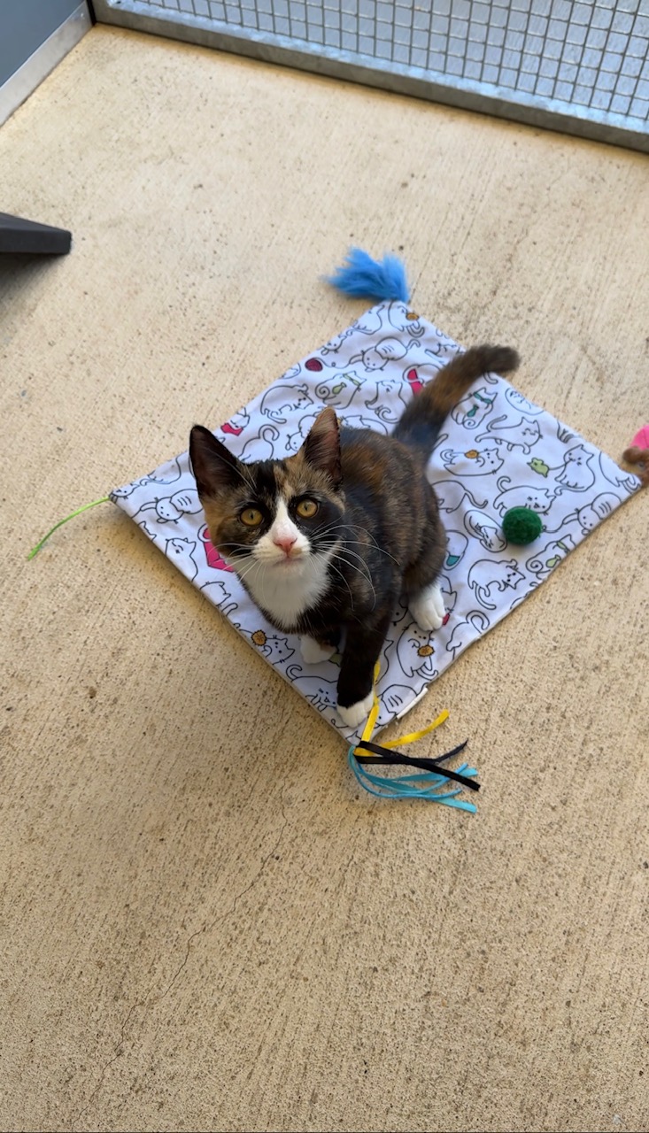 Rauceby Cattery
