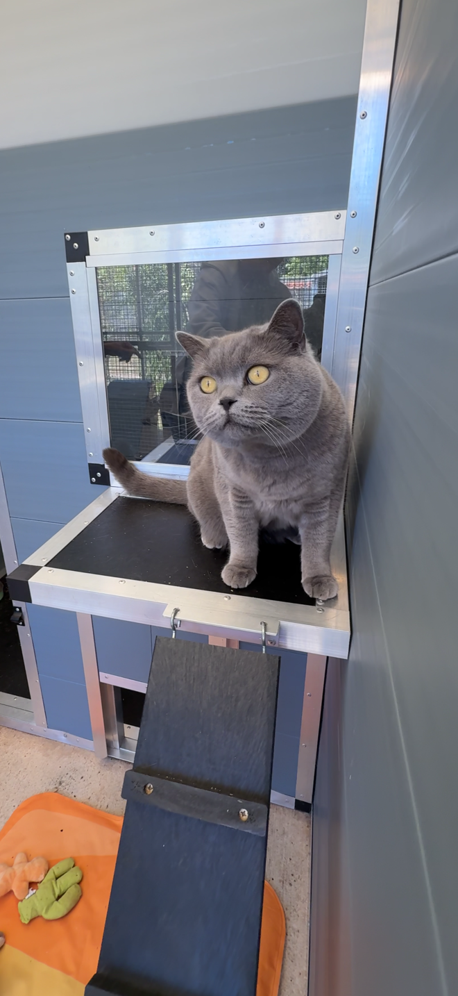 Rauceby Cattery